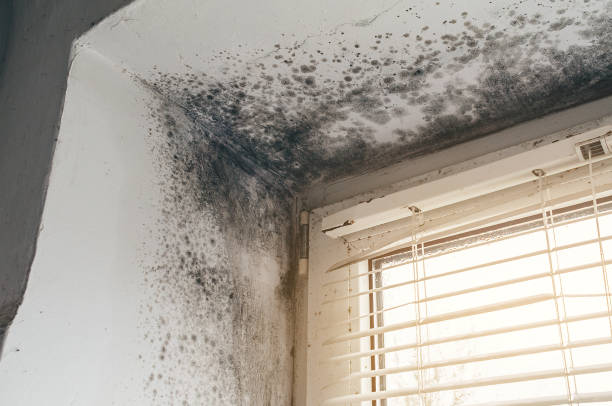 Affordable Black Mold Remediation solutions in Stevenson, WA